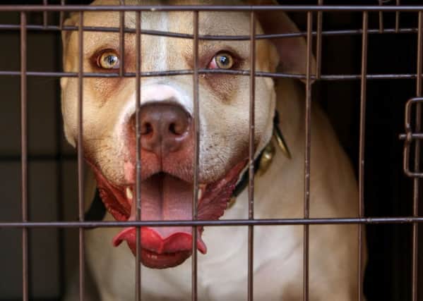 A pitbull type dog - NOT the one involved in this case
