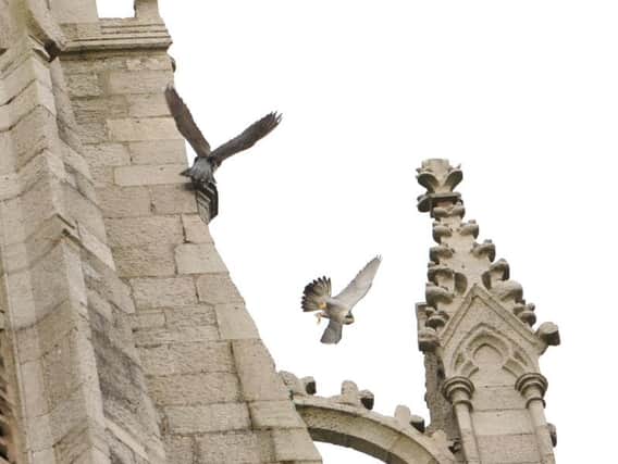 Peregrine falcons have returned to St Walburge's Church. Photos: Daniel Martino.