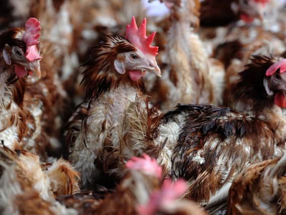 Spare a thought for poor hens at Easter, a correspondent appeals to readers