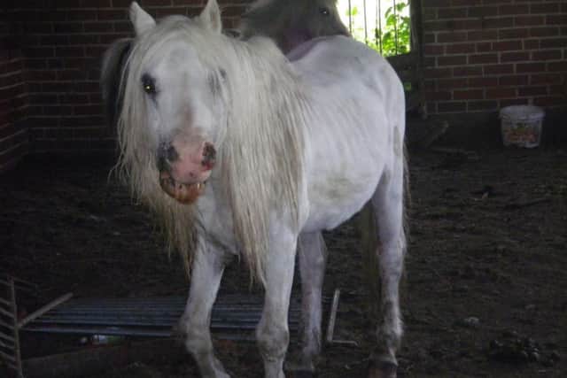 The mistreatment of Tiddles the horse was the subject of an RSPCA investigation