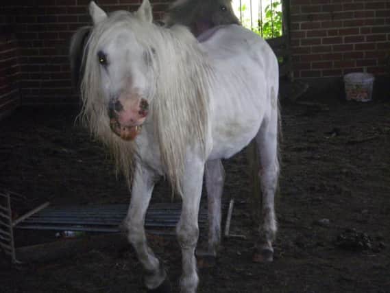 The mistreatment of Tiddles the horse was the subject of an RSPCA investigation
