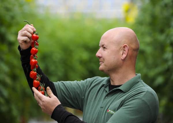 Peter Ascroft shows off some of the specialty tomatoes grown at Croftpak Nurseries in Tarleton.