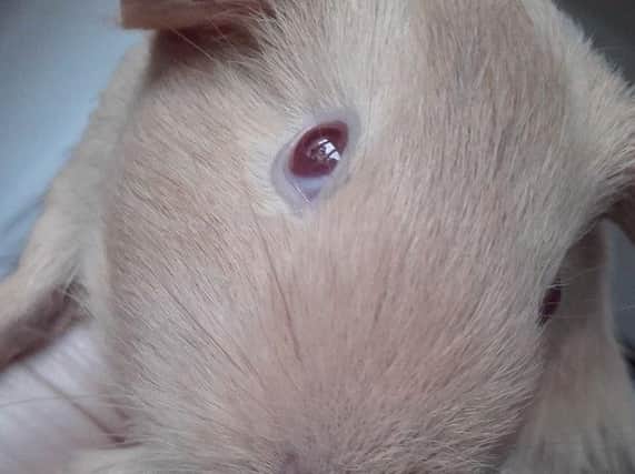 This cute little pink-eyed rodent belongs to a toddler 'who can't understand where it's gone'.