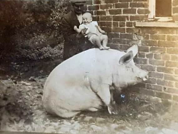 A young Fred Jenkinson, of Eagland Hill, is introduced to the family pig in 1935