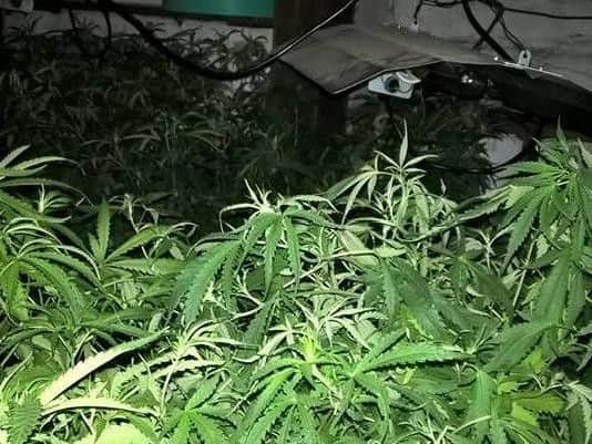Officers found more than 100 plants