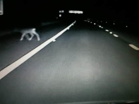 Lancashire Roads Policing team took this photo of the deer on the hard shoulder.