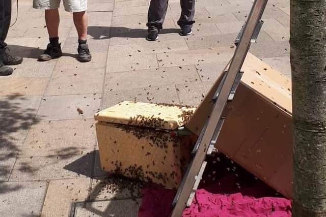 A swarm of bees down Fishergate.