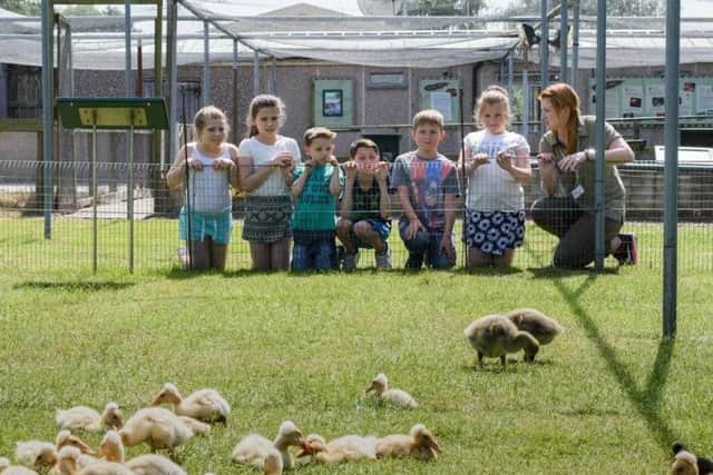 Kids will love to visit WWT Martin Mere for Downy Duckling Week