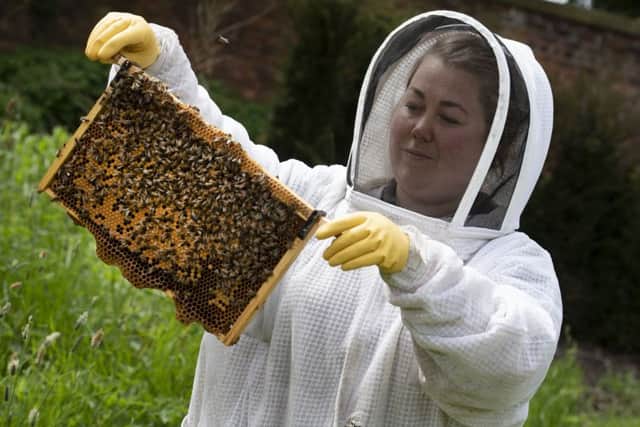 University of Central Lancashire. Abigail Reade examining the bees.