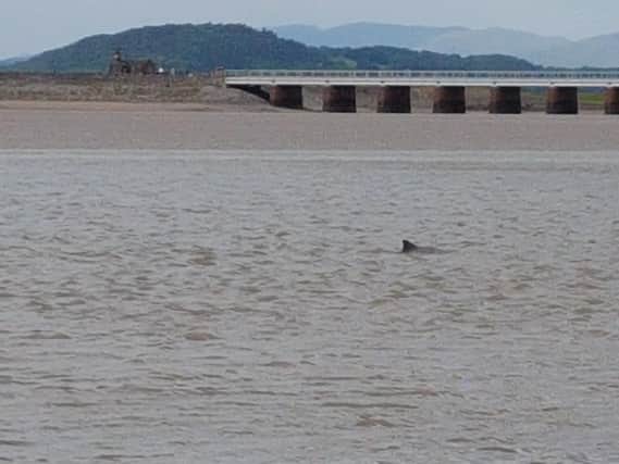 Porpoise that became stranded had to be rescued in Morecambe Bay