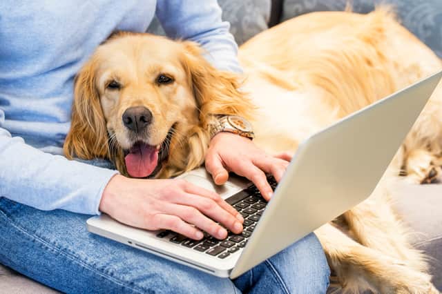 Will you be bringing your dog to work? (Photo: Shutterstock)