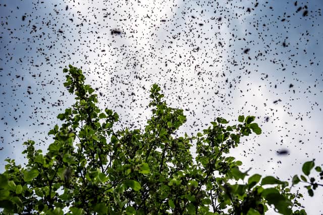 The rising temperatures could mean an increase in creepy crawlies making their way to the UK (Photo: Shutterstock)