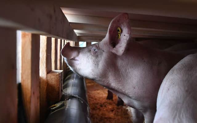 A new strain of swine flu has emerged in China-based in pigs (Getty Images)