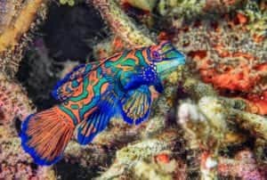 Mandarin Fish in Lembeh Strait, Indonesia