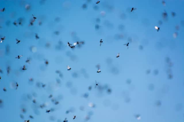 Flying Ant Day takes place every year, with swarms of ants with wings congregating in large groups throughout the UK (Photo: Shutterstock)
