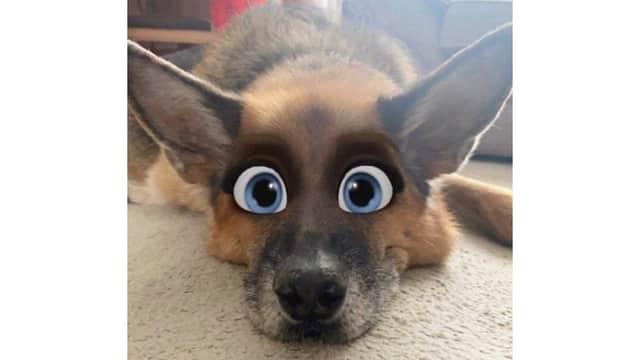 The filter turns your pets into a character you'd see in a Disney movie (Photo: Gemma Smith/JPI Media)